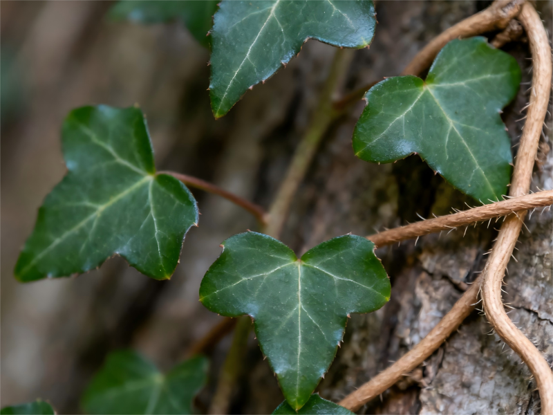 生成小葉常春藤圖片(1)(1)